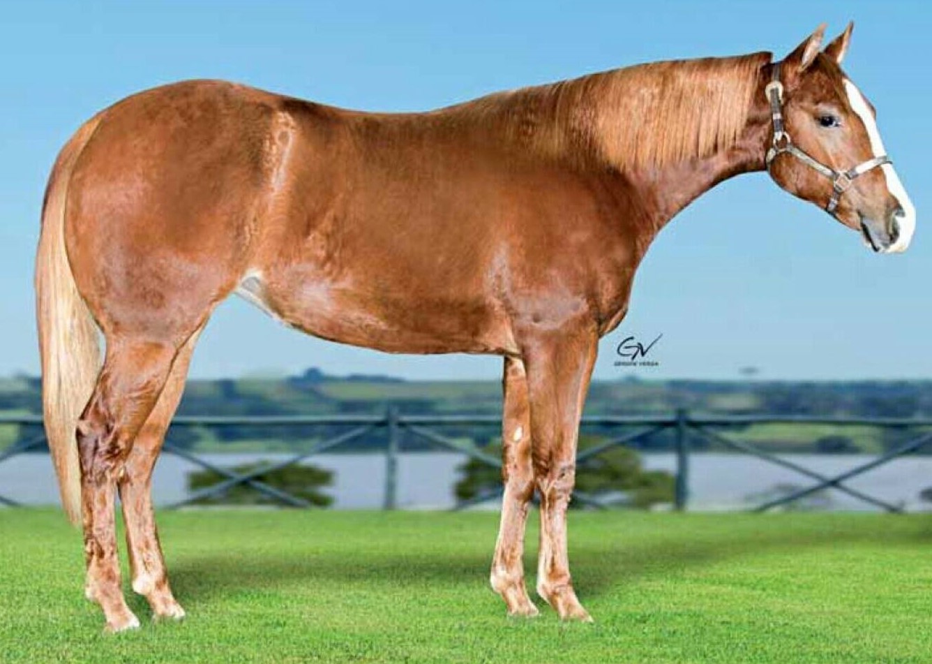 ms-stallions-wild-thing-dna